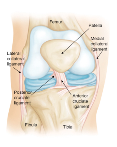 42+ Jurnal Anatomi Lutut