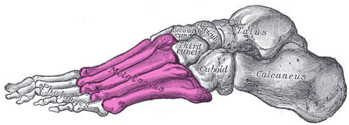 紫色标记处即为跖骨。图片来源：维基百科