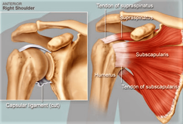Rotator cuff muscles of the shoulder.