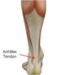 ankle tendon pain 