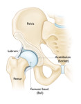 hip anatomy