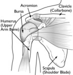 rotator cuff