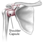 shoulder capsule