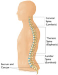 functions of spine